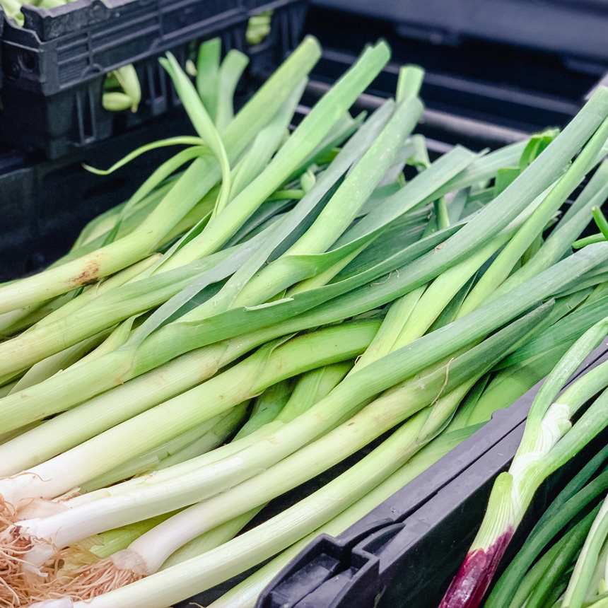 長ネギの画像