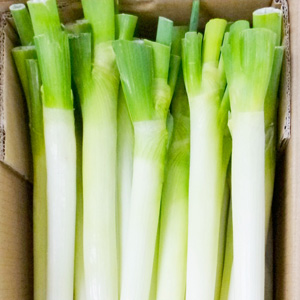 長ネギ